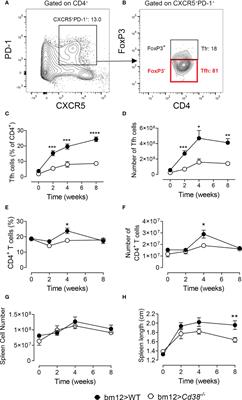 CD38 Deficiency Ameliorates Chronic Graft-Versus-Host Disease Murine Lupus via a B-Cell-Dependent Mechanism
